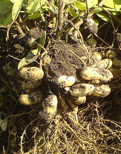 Боби і вирощування арахісу