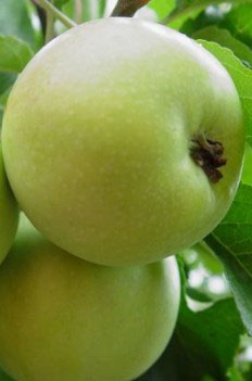 Популярні яблуні