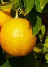 Вирощування лимону