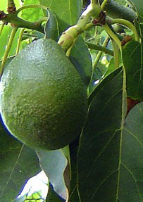 Вирощування  авокадо