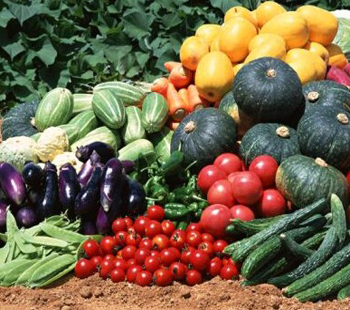 семена овощных культур