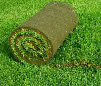 трава для газона