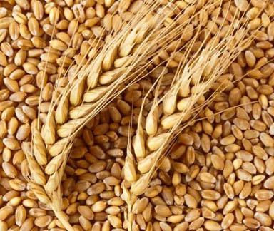 семена пшеницы