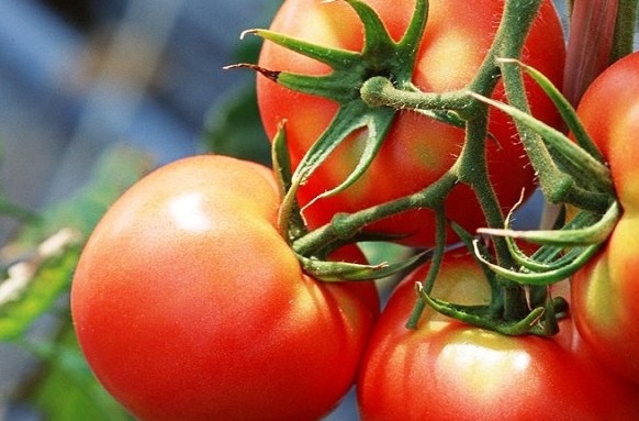 регулятор роста для томатов