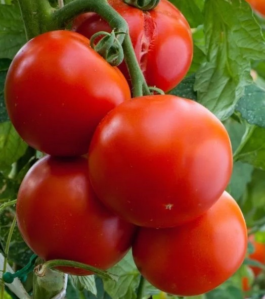 регулятор роста для томатов Зеребра