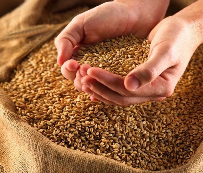 оценка зерновых культур